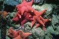/album/els-animals-2n-eso/una-estrella-de-mar-hallada-en-el-fondo-del-oceano-antartico-jpg1/